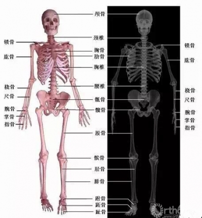 不得不收藏的骨关节影像学特点