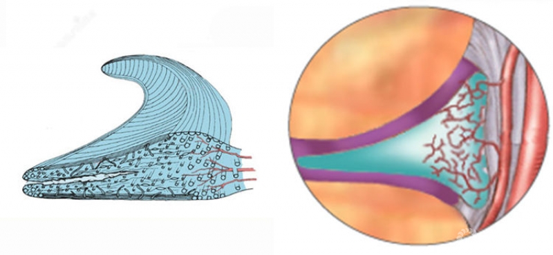 米琨:半月板的血供与临床