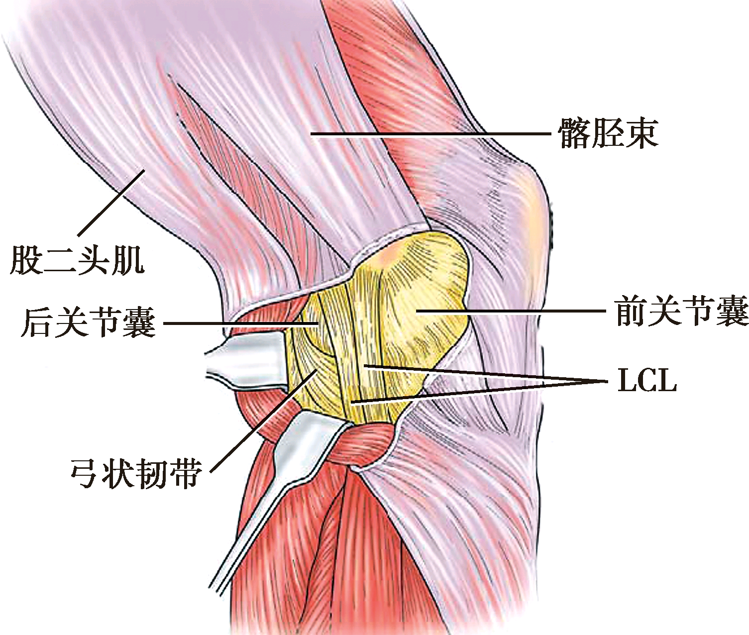 膝前痛、滑膜皱襞、脂肪垫炎手术效果如何？完全取决于精准诊治 - 知乎