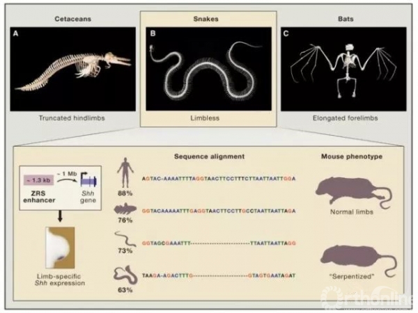 苏秀云人类膝关节的自然史