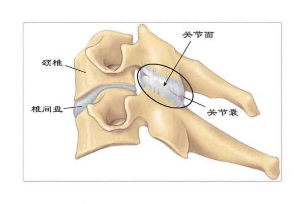 颈椎解剖结构一览