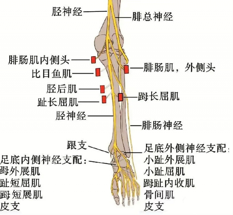 腓总神经支配分布图图片