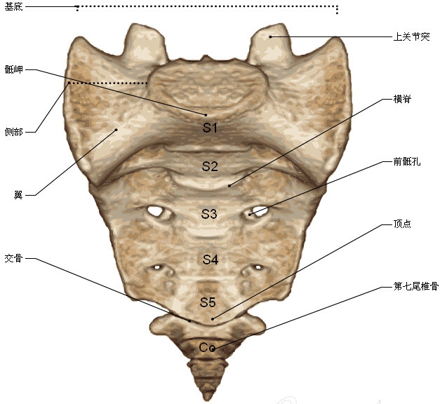 骶骨结构图图解图片