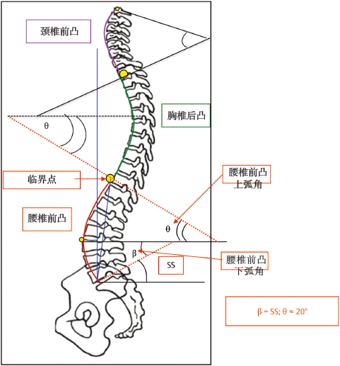 腰的正常生理曲度图图片