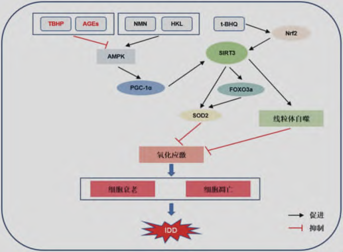 综述sirt3在椎间盘退变中的作用及其研究进展